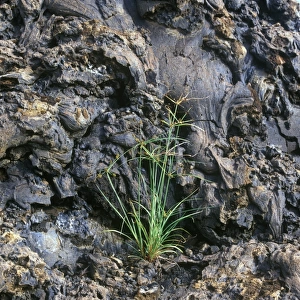 Anderssons Sedge (Cyperus anderssonii) Galapagos