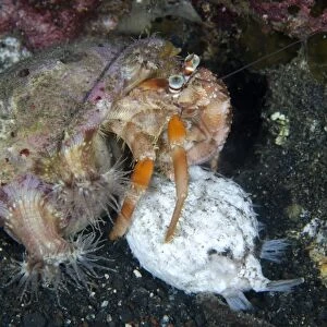 Anemone Hermit Crab (Dardanus pedunculatus) adult, with Sea Anemone (Calliactis polypus)