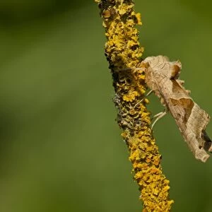 Angle Shades (Phlogophora meticulosa) adult, resting on lichen covered twig, Lincolnshire, England, May