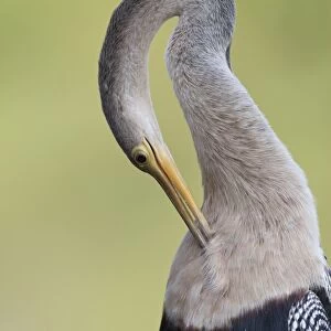 Anhinga (Anhinga anhinga) adult female, preening chest feathers, close-up of head and neck, Pantanal, Mato Grosso, Brazil