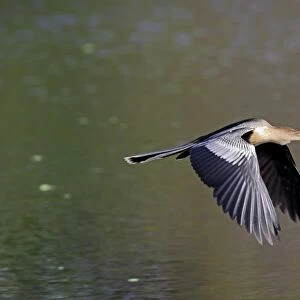 Anhinga (Anhinga anhinga) adult female, in flight over water, Wakodahatchee Wetlands, Delray Beach, Florida, U. S. A