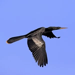Anhinga (Anhinga anhinga) adult male, breeding plumage, in flight, Wakodahatchee Wetlands, Delray Beach, Florida