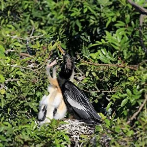 Anhinga (Anhinga anhinga) adult male, breeding plumage, with chicks at nest, Wakodahatchee Wetlands, Delray Beach