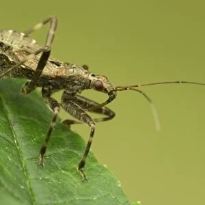 Ant Damsel Bug (Himacerus mirmicoides) adult, resting on leaf, Leicestershire, England, August