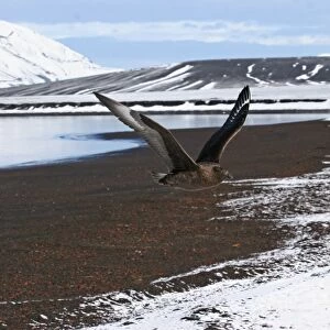 Antarctic Skua (Catharacta antarctica) x South Polar Skua (Catharacta maccormicki) hybrid, adult, in flight, at renowned island site for hybridisation, Deception Island, South Shetlands, Antarctica, march
