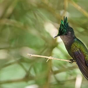 Antillean Crested Hummingbird (Orthorhyncus cristatus exilis) adult male, with crest raised, perched on twig