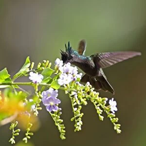 Antillean Crested Hummingbird (Orthorhyncus cristatus exilis) adult male, in flight, feeding at flowers