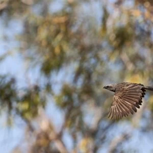 Apostlebird (Struthidea cinerea) adult, in flight, Queensland, Australia