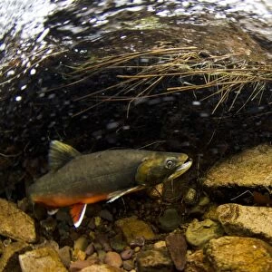 Arctic Char (Salvelinus alpinus) adult male, in breeding colours, swimming underwater in river flowing into glacial