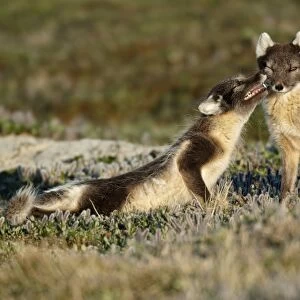 Arctic Fox (Alopex lagopus) adult pair, summer coat, interacting on tundra, Nunavut, Canada, July