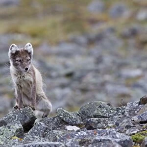 Arctic Fox (Alopex lagopus) adult, summer coat, standing on rocks, Spitzbergen, Svalbard, july