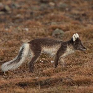 Arctic Fox (Alopex lagopus) adult, summer coat, walking, Longyearbyen, Svalbard, june