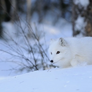 Arctic Fox (Alopex lagopus) adult, white coat, walking in snow, Norway, february (captive)