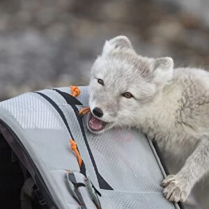 Arctic Fox (Vulpes lagopus) adult, investigating photographer rucksack, Boltodden, Spitsbergen, Svalbard, August
