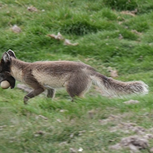 Arctic Fox (Vulpes lagopus) adult, summer coat, with eider duck egg in mouth, running on grass, Svalbard, July