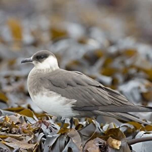 Arctic Skua (Stercorarius parasiticus) pale phase, adult, standing on seaweed covered rocks, Noss, Shetland Islands