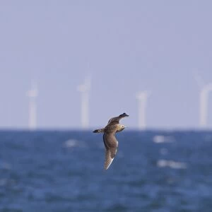 Arctic Skua (Stercorarius parasiticus) juvenile, in flight, on migration over sea, with offshore windfarm in distance