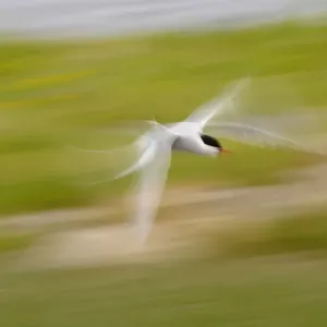 Arctic Tern (Sterna paradisea) adult, in flight, blurred movement, North Uist, Outer Hebrides, Scotland Arctic Tern (Sterna paradisea) adult, in flight, blurred movement, North Uist, Outer Hebrides, Scotland