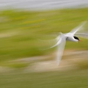 Arctic Tern (Sterna paradisea) adult, in flight, blurred movement, North Uist, Outer Hebrides, Scotland