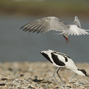Arctic Tern (Sterna paradisea) adult, in flight, attacking Eurasian Avocet (Recurvirostra avosetta) adult