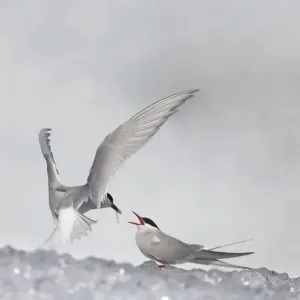 Arctic Tern (Sterna paradisea) adult pair, feeding ritual as part of pre-breeding courtship, on iceberg, Jokulsarlon lagoon, Iceland Arctic Tern (Sterna paradisea) adult pair, feeding ritual as part of pre-breeding courtship, on iceberg, Jokulsarlon lagoon, Iceland