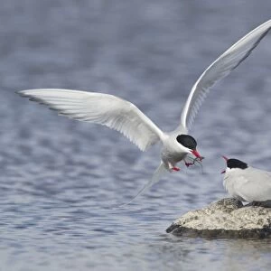 Arctic Tern (Sterna paradisea) adult pair, courtship feeding, male giving stickleback to female in food pass