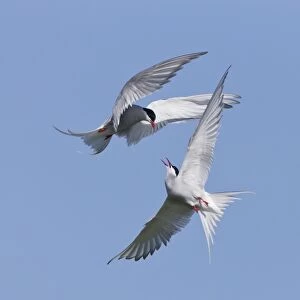 Arctic Tern (Sterna paradisea) two adults, in flight over nesting colony, fighting during territorial dispute