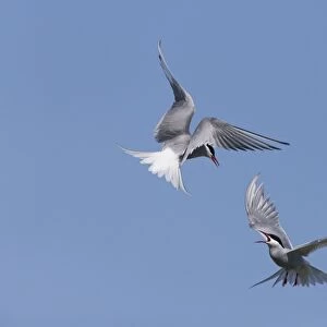 Arctic Tern (Sterna paradisea) two adults, in flight over nesting colony, fighting during territorial dispute