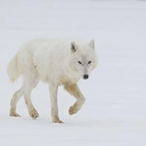 Arctic Wolf (Canis lupus arctos) adult, walking on snow, Minnesota, U. S. A. January (captive)