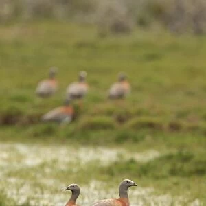 Ashy-headed Goose (Chloephaga poliocephala) adult pair, standing on grazing marsh, with others in background, Estancia Harberton, Tierra del Fuego, Argentina, december