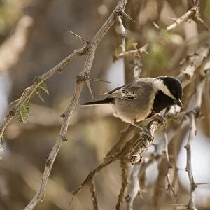 Ashy Tit (Parus cinerascens) adult, perched in thorn bush, Kalahari Desert, Kalahari Gemsbok N. P
