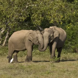 Asian Elephant Print: Entwined Trunk Pair, Sri Lanka Asian Elephant Print: Entwined Trunk Pair, Sri Lanka