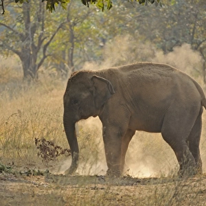 Asian Elephant (Elephas maximus indicus) domesticated calf, with chain on leg, Bandhavgarh N. P