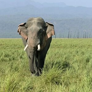 Asian Elephant (Elephas maximus indicus) adult male, walking in grassland, Jim Corbett N. P. Uttarkhand, India, May