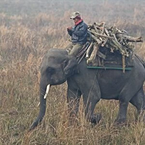 Asian Elephant (Elephas maximus indicus) domesticated adult, carrying mahout and firewood in early morning mist
