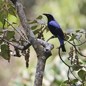 Asian Fairy-bluebird (Irena puella) adult male, perched in tree, Kaeng Krachan N. P. Thailand, february