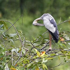 Asian Open-billed Stork (Anastomus oscitans) adult, preening, standing on branches in tree, Sri Lanka, February