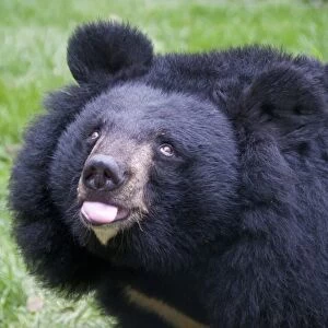 Asiatic Black Bear (Ursus thibetanus) adult, close-up of head, Animals Asia Rescue Centre, Chengdu, Sichuan, China