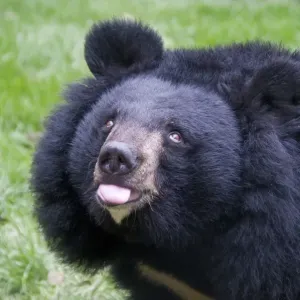 Asiatic Black Bear Print - Adult Head Close-up Asiatic Black Bear Print - Adult Head Close-up