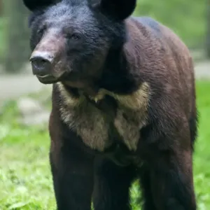 Asiatic Black Bear x Brown Bear Hybrid Cub Print Asiatic Black Bear x Brown Bear Hybrid Cub Print