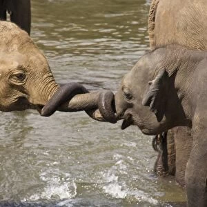 Asiatic Elephant (Elephas maximus) young playing with trunks, Sri Lanka