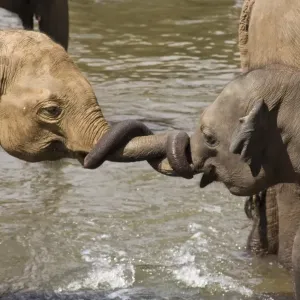 Elefante asiático joven jugando con trompas, Sri Lanka Elefante asiático joven jugando con trompas, Sri Lanka