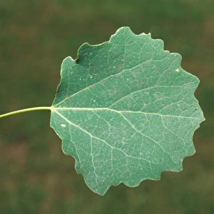 Aspen (Populus tremula) Leaf/upper / July
