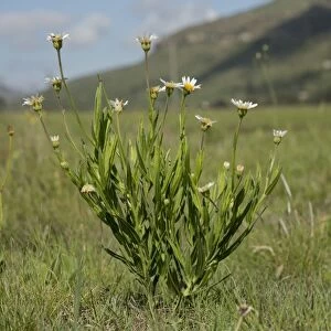 Aster (Aster pleiocephalus) flowering, growing in grassland, Wakkerstroom, Mpumalanga, South Africa, November