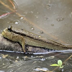 Atlantic Mudskipper (Periophthalmus barbarus) adult, resting out of water on branch (captive)