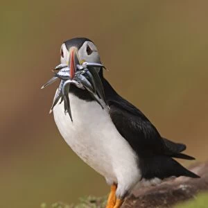 Atlantic Puffin (Fratercula arctica) adult, breeding plumage, with sand-eels in beak, standing on clifftop