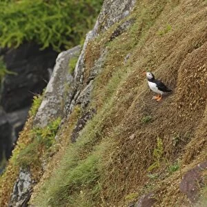 Atlantic Puffin (Fratercula arctica) adult, breeding plumage, standing on sea cliff habitat, Skokholm Island