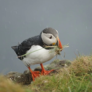 Atlantic Puffin (Fratercula arctica) adult, breeding plumage, collecting nesting material during rainfall, Latrabjarg