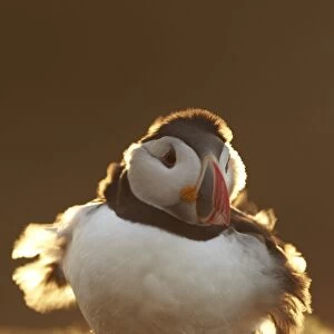 Atlantic Puffin (Fratercula arctica) adult, backlit with wind blowing through feathers, Skomer Island, Pembrokeshire