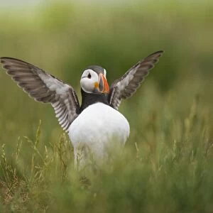 Atlantic Puffin (Fratercula arctica) adult, breeding plumage, displaying amongst grass, Staple Island, Outer Farnes